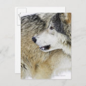 ウルフ ポストカード (正面/裏面)