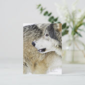 ウルフ ポストカード (スタンド正面)