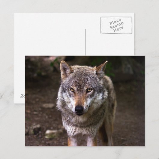 ウルフ ポストカード (正面/裏面)