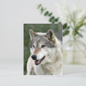 ウルフ ポストカード (スタンド正面)