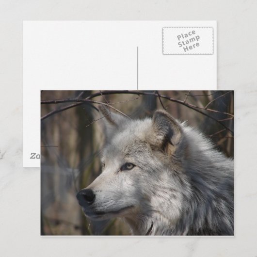 ウルフ ポストカード (正面/裏面)
