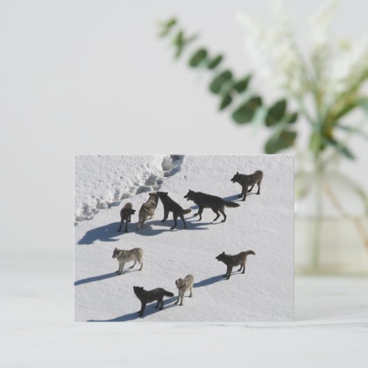 ウルフ ポストカード (スタンド正面)