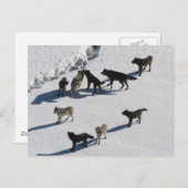 ウルフ ポストカード (正面/裏面)