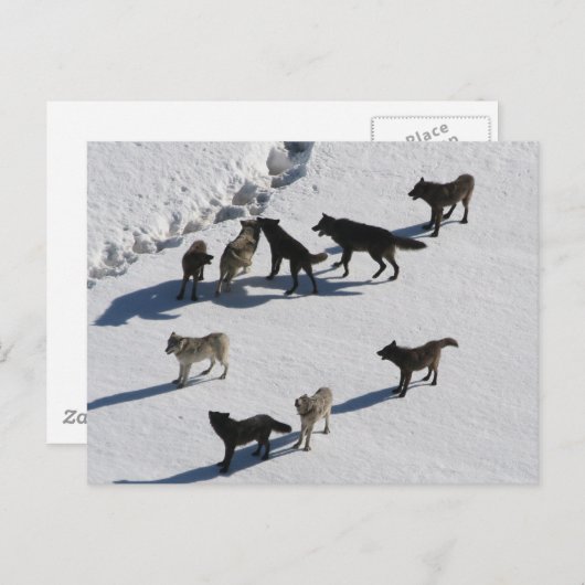 ウルフ ポストカード (正面/裏面)