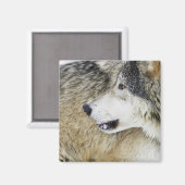 ウルフ マグネット (正面/裏面)