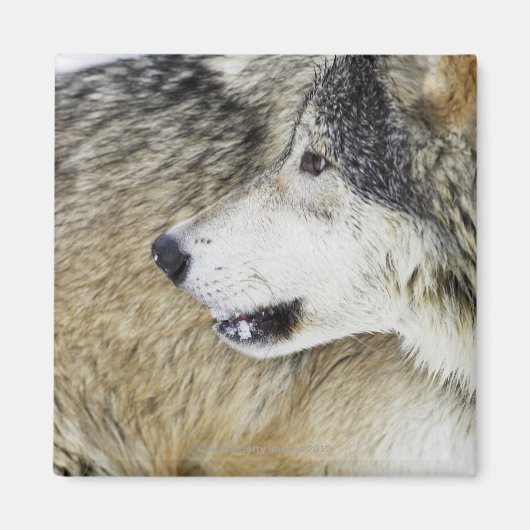 ウルフ マグネット (正面)