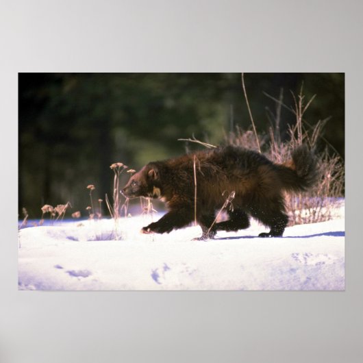 ウルベリンランニングの雪の中 ポスター (正面)