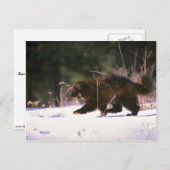 ウルベリンランニングの雪の中 ポストカード (正面/裏面)