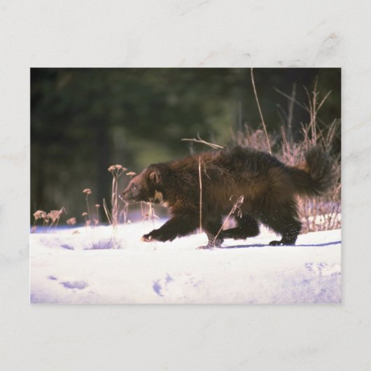 ウルベリンランニングの雪の中 ポストカード (正面)