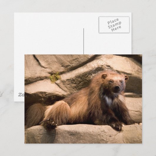 ウルベリン ポストカード (正面/裏面)