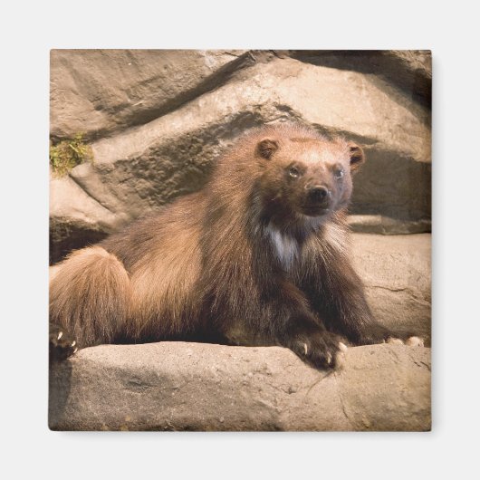 ウルベリン マグネット (正面)