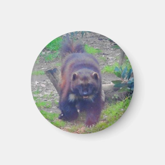 ウルベリン#1磁石 マグネット (正面)