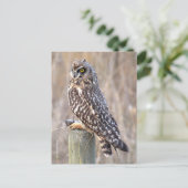 ウル素晴らしで短い耳を持つフクロウ ポストカード (スタンド正面)