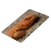 ウロマスチックス マグネット (左側)