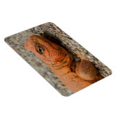 ウロマスチックス マグネット (右側)