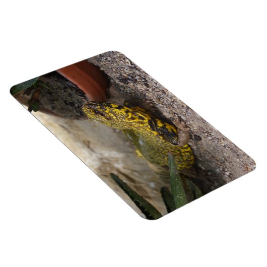 ウロマスチックス マグネット (右側)