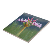 ウンゲニ州カンデラブラフラワー(Brunsvigia Radulosa) タイル (側面)