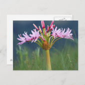 ウンゲニ州カンデラブラフラワー(Brunsvigia Radulosa) ポストカード (正面/裏面)