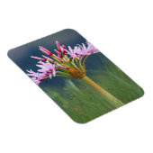 ウンゲニ州カンデラブラフラワー(Brunsvigia Radulosa) マグネット (右側)