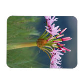 ウンゲニ州カンデラブラフラワー(Brunsvigia Radulosa) マグネット (横)