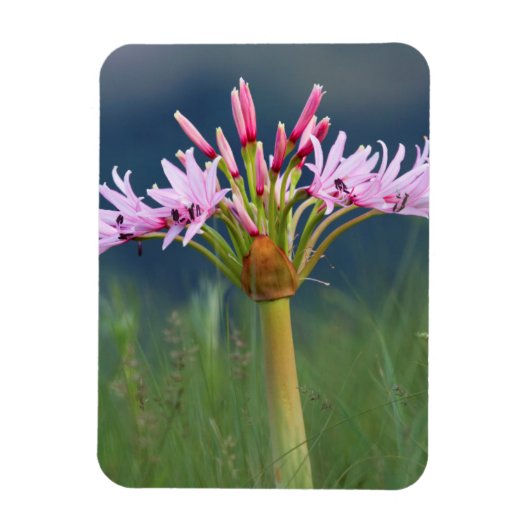 ウンゲニ州カンデラブラフラワー(Brunsvigia Radulosa) マグネット (縦)