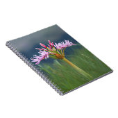 ウンゲニ州カンデラブラ花(Brunsvigia Radulosa) ノートブック (右側)