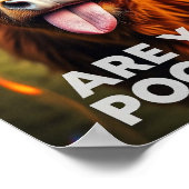 ウンコしてるのか?牛おもしろい術ハイランド牛 ポスター (角)