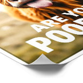 ウンコしてるのか?牛おもしろい術ハイランド牛 ポスター (角)