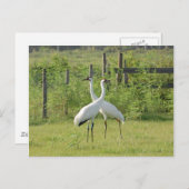 『ウーピング・クレーンズ』 ポストカード (正面/裏面)