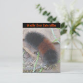 ウーリーベアキャタピラーはがき ポストカード (スタンド正面)