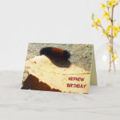 ウーリーベアキャタピラー カード (黄色い花)