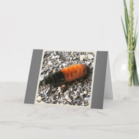 ウールベア毛虫 カード (正面)