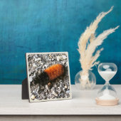 ウールベア毛虫 フォトプラーク (インサイチュ)