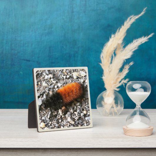 ウールベア毛虫 フォトプラーク (インサイチュ)