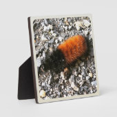 ウールベア毛虫 フォトプラーク (正面)