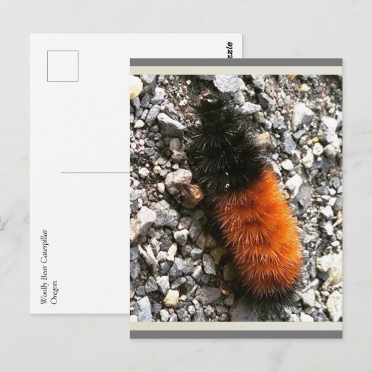 ウールベア毛虫 ポストカード (正面/裏面)