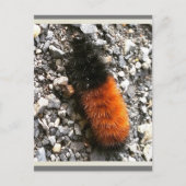 ウールベア毛虫 ポストカード (正面)