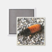 ウールベア毛虫 マグネット (正面/裏面)