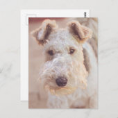 エアデールウェルシュテリア型犬の小犬の頭 ポストカード (正面/裏面)