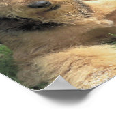 エアデールテリアフォトプリント ポスター (角)