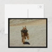 エアデールドッグ ポストカード (正面/裏面)