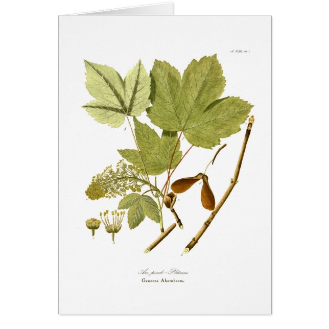 エイサーの疑似プラタナス (正面)