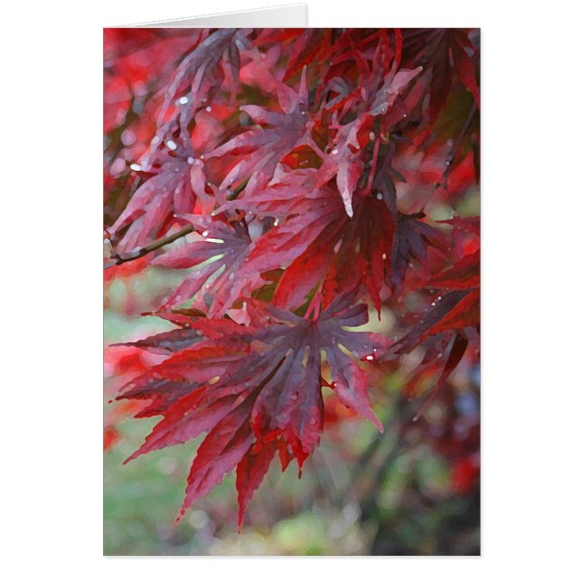 エイサーのpalmatum 「Trompenburg (正面)