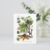 エイサーのplatanoides (ノルウェーカエデ) ポストカード (スタンド正面)