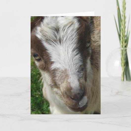 エイプリルザラマンチャナニーキッド カード (正面)