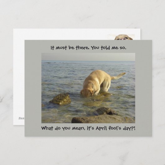 エイプリルフールの日 – おっちょこちょいのラブラドール ポストカード (正面/裏面)