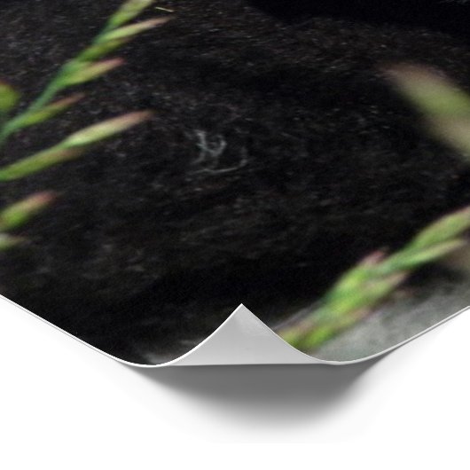 エイミーの子羊 ポスター (角)