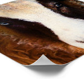 エイミー・ザ・ヤコブ羊 ポスター (角)