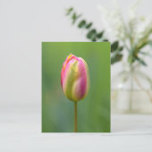 エインツェルネタルペ ポストカード (スタンド正面)