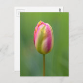 エインツェルネタルペ ポストカード (正面/裏面)